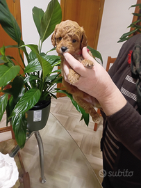 Cucciola di barboncino nano color albicocca