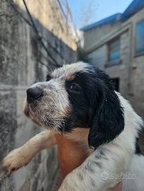 Cuccioli di setter inglese