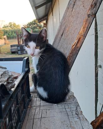 Gattini