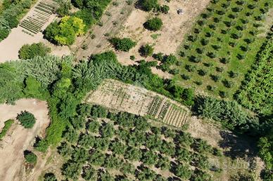 TER. AGRICOLO A FRANCAVILLA AL MARE