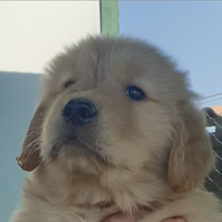 Cuccioli golden retriever di linea americana