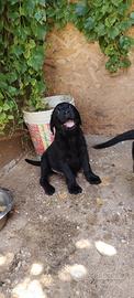 Retriever labrador