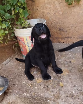 Retriever labrador