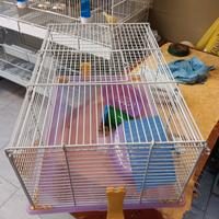 gabbia imac x criceto 