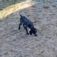 Cuccioli di bracco Pointer kurzhaar