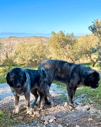 Cuccioli di pastore del Caucaso