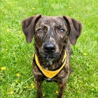 Cane giovanissimo 8 mesi in adozione