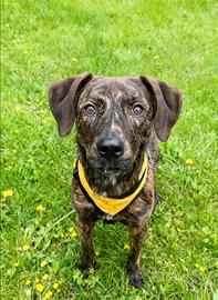 Cane giovanissimo 8 mesi in adozione