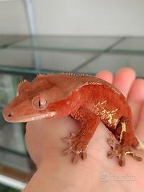 Geco ciliatus