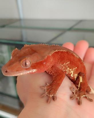 Geco ciliatus
