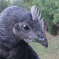 Cemani