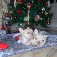 Cuccioli di bulldog francese lilac tan platinum