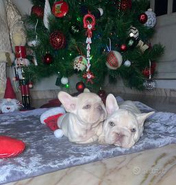 Cuccioli di bulldog francese lilac tan platinum