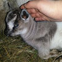 Capretta nana (LE VERE NANE)