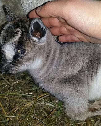 Capretta nana (LE VERE NANE)