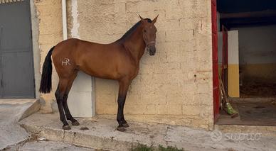 Puledra andalusa
