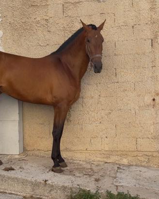 Puledra andalusa