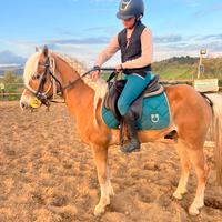 Cavallo castrone aflingher