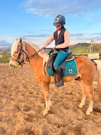 Cavallo castrone aflingher