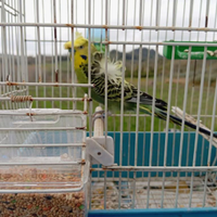 Cocorite Animali Esotici Hagoromo Pappagalli Uccel