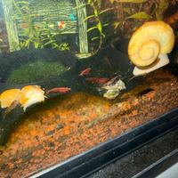 Gamberetti Neocaridina davidi wild e Red Cherry