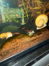 Gamberetti Neocaridina davidi wild e Red Cherry