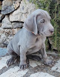 Cuccioli Weimaraner bracco tedesco