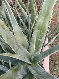 aloe vera