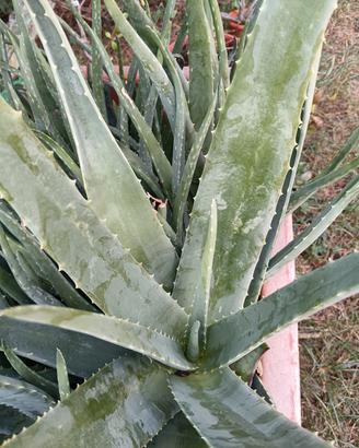aloe vera