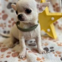 Chihuahua maschietto