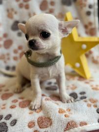 Chihuahua maschietto