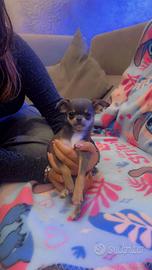 Cucciola di chihuahua