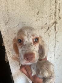 Setter da beccacce