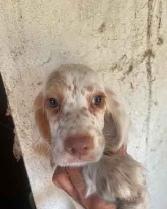 Setter da beccacce