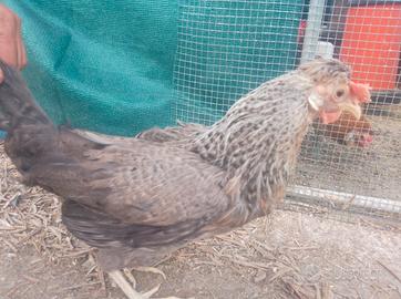 Gallina Blue legbar