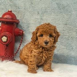 Cucciolata barboncini mini toy M e F