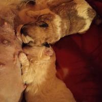 Cuccioli cane Lhasa apso taglia piccoli piccoli