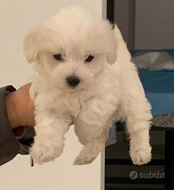 Cuccioli maltesi toy