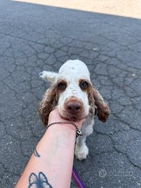 Cocker femmina