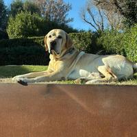 Labrador Accoppiamento