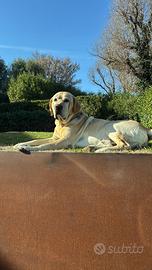 Labrador Accoppiamento