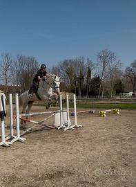 Cavallo KWPN