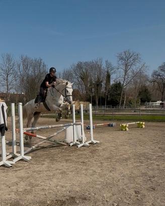 Cavallo KWPN