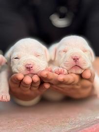 American pitbull terrier