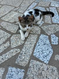 Gattini