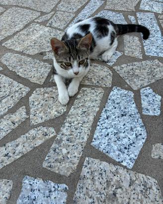 Gattini