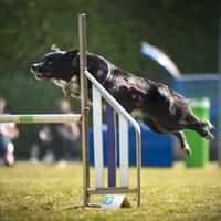 Border Collie selezionati