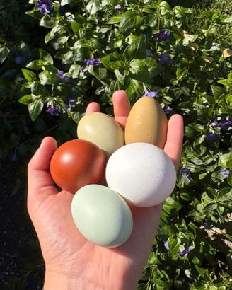 Galline ovaiole e ornamentali