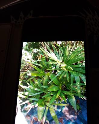 palme