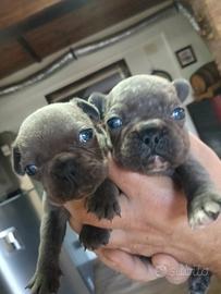 Bulldog francese 